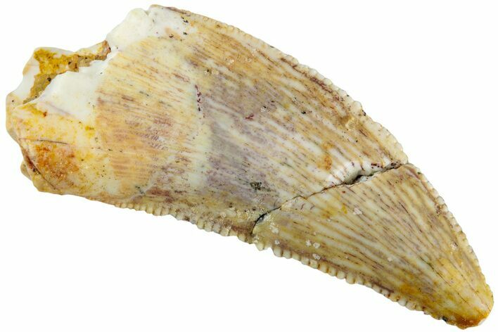 Serrated, Raptor Tooth - Real Dinosaur Tooth #233011